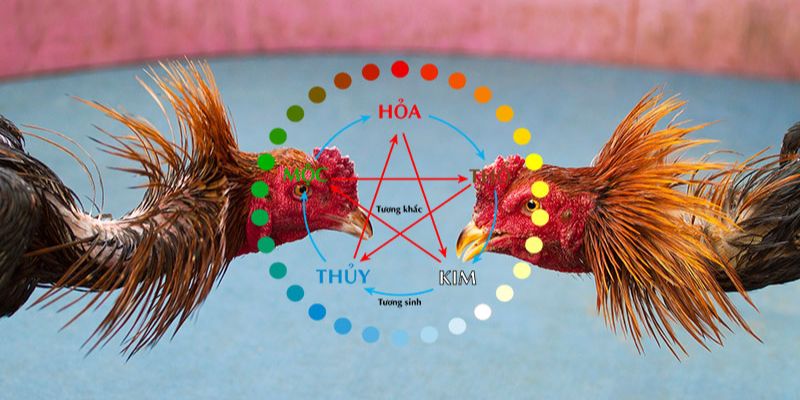 Mẹo đánh rồng hổ - Hướng dẫn từ A đến Z để thành công 8 Màu mạng gà đá- Bí quyết chọn gà chiến thắng trong cá cược bóng đá