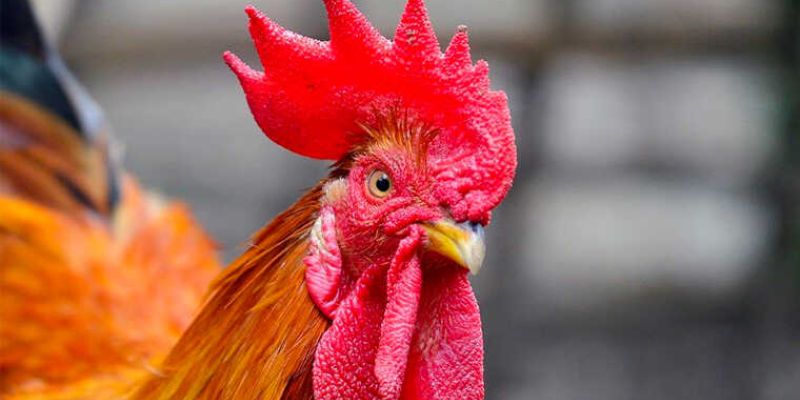 Mẹo đánh rồng hổ - Hướng dẫn từ A đến Z để thành công 9 Sự quan trọng của việc chọn ngày đá gà